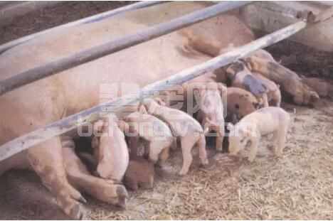 从养猪生产一线系统分析预防哺乳仔猪死亡的原因