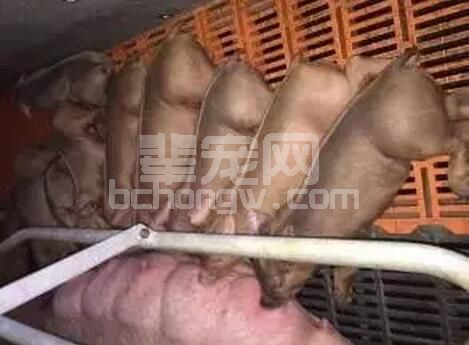 哺乳仔猪断奶离开它母亲开始独立生活之初，为什么腹泻发病率会如此之高？