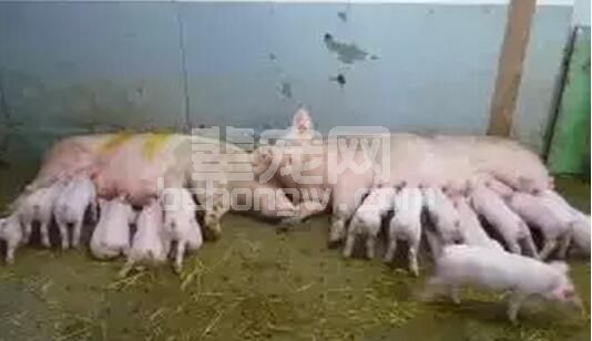 从中国早期母猪单圈饲养至定位栏群养直至大群母仔混养，看母仔混养利与弊？