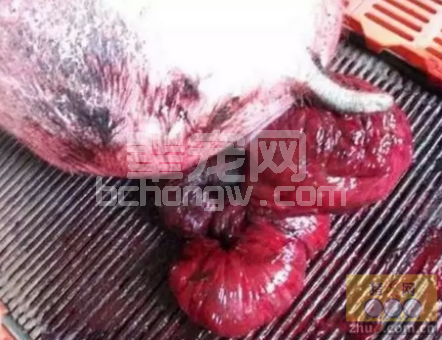 兽医临床中西医结合诊治母猪子宫脱宫