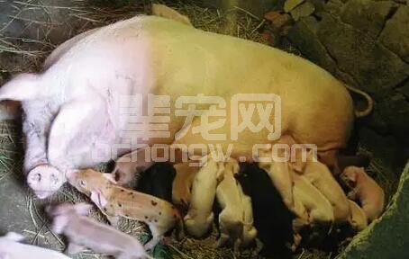 妊娠母猪产前不食到底是为什么呢？怎么预防？