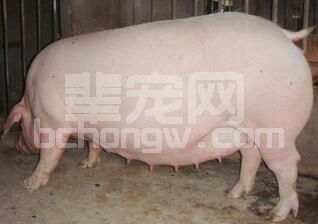 养猪场中种猪管理存在的问题与改进措施