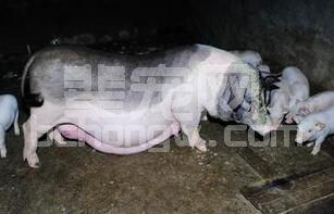 养猪利润都去哪儿了？ ——母猪亚健康引发的深度思考！