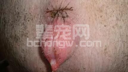 生产需从这四步着手就能搞定后备乏情、屡配不孕...