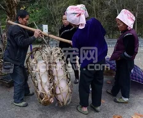 行情这么好，把猪养的大一点到底合不合适？