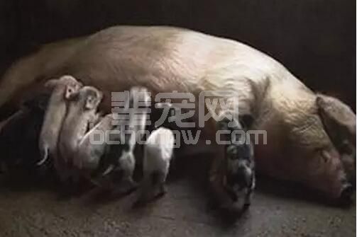 爆！猪第一胎生的少，未哺乳的乳头在第二胎次时产奶量有何正负面效应？