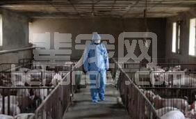 猪场这样的“苦寒之地”是什么样的人待的？