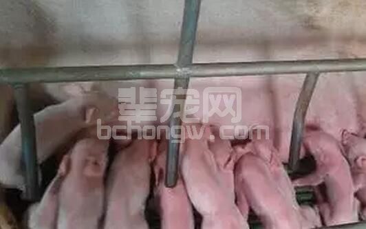 母猪拒哺仔猪怎么办？原因和处理措施有何？