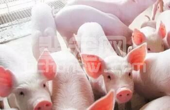 乳仔猪信号：从粪便形态看采食量，3种情况要注意