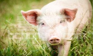 四大对策改善猪饲料适口性