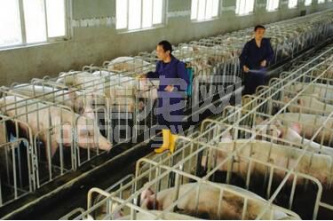 养猪：一理通，百理顺，没什么忒新鲜的！