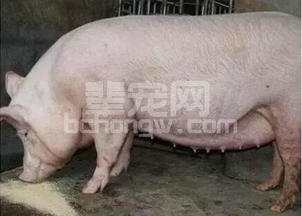 兽医不一定喜欢，更未必能看懂、感兴趣：七阶段母猪饲养金方案