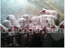 春季养猪牢记五字安全守则