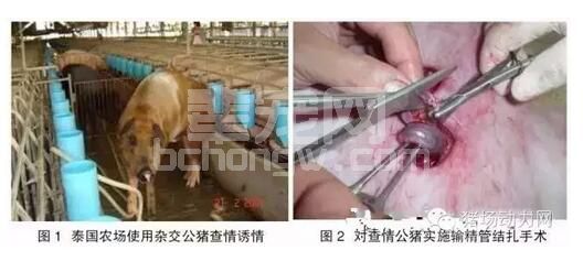 母猪诱情、查情的这6种方法，配种员必须掌握！