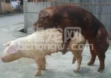 刘自逵：如何让95%的母猪都能按时发情配种