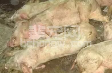 看看我们养猪过程中出过多少笑话：错误的理论害死猪呀！