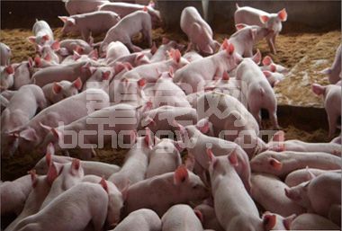 哺乳仔猪死亡率高的3个关键原因及预防！