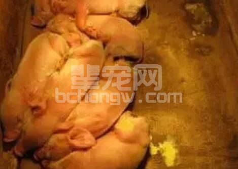 全面解析乳猪拉稀的十三大原因