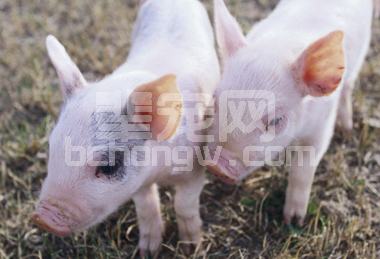 种猪选购时应该重点关注哪几个方面？