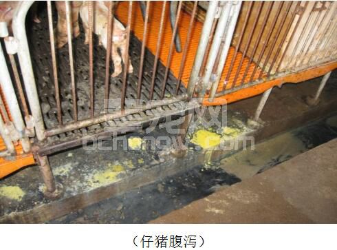 仔猪黄白痢的综合防治方案
