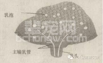 养母猪一定要知道的母猪乳腺发育3阶段