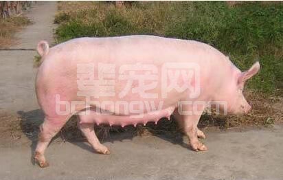 养母猪一定会遇到这些问题？怎么办呢？