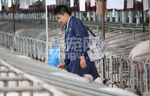 养猪管理无小事之——配种时易被忽视的细节