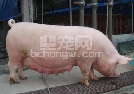 母猪怀孕后期如何正确攻胎，太详细了！