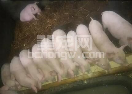育肥猪生长速度慢原来是这八个问题！