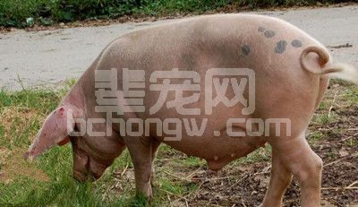 配种怀孕舍日常管理操作规程！太精彩！
