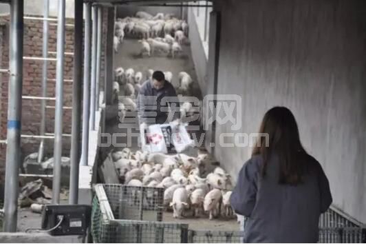 中小规模猪场最头疼的人员稳定问题，需要老板何去何从？