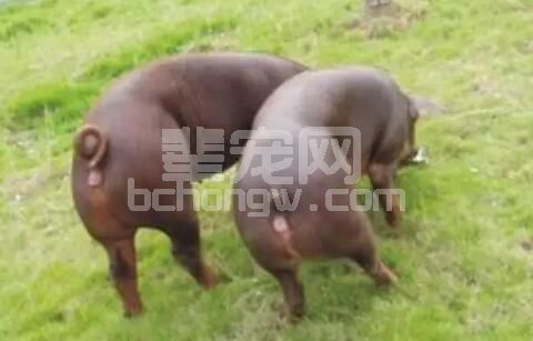 深入浅出，剖析种猪（母）生产管理过程的要点、难点