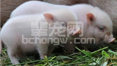 从人的角度思考猪的问题，“母猪一生”的经典描述和养殖投入分析