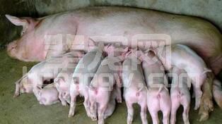 养猪场母猪无乳少乳的七大表现