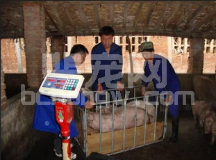 7分养，3分卖：如何在卖猪时PK猪贩争取定价权？