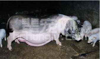 养好母猪，有一个关键点你注意了吗？