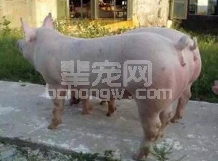 后备母猪或经产不发情和重复返情有新招！！！