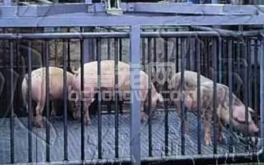 资深收猪人给养猪人的五点忠告！