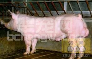 猪配种旺季公猪的饲养管理