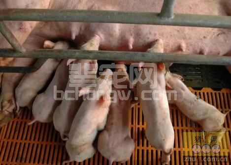降低哺乳仔猪死亡率的关键措施是什么？