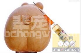 养猪实践：“一头一针"的意义与贯彻措施