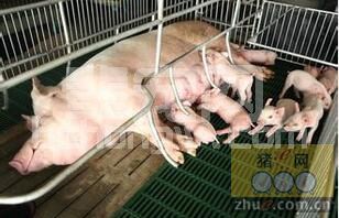 猪场滥用“缩宫素”带来哪些危险？