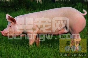母猪厌食症的处理方法