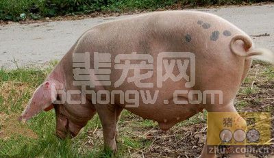 关注饲料营养与品质，实现母猪高效生产