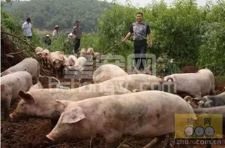 养猪总结“5心”，领悟了想不赚钱都很难！