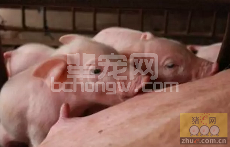 影响母猪乳腺发育的几个影响因素