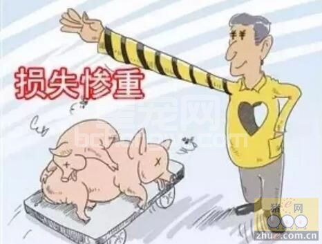 跳出猪病防治怪圈 进行健康养殖：抗生素、疫苗......