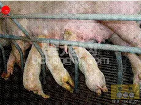 从生猪生产临床的五大方面来汇总猪病难治的分析与对策