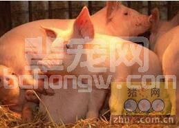 仔猪免疫耐受是引起猪瘟疫情的重要原因？