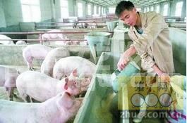 早补铁、早去势、同窝原圈饲养……让肥猪快速出栏的方法都在这